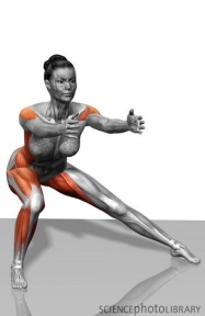Muscles Used During A Lateral Lunge